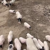 巴马香猪