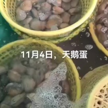 天鹅蛋