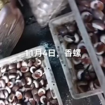 香螺