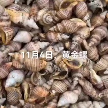 黄金螺，海螺