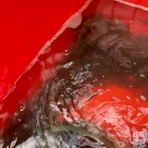 出售笋壳鱼活鱼冰鱼都有