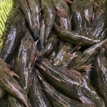 出售收购笋壳鱼活鱼冰鱼大量有货