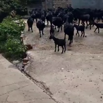 努比亚黑山羊种羊羊苗