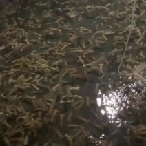 皮皮虾要货联系老板报行情，虾姑海鲜皮皮虾鲜活批发码头直供
