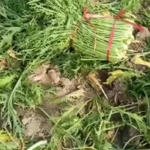 汉南雪里红大量上市