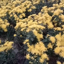 金丝皇菊