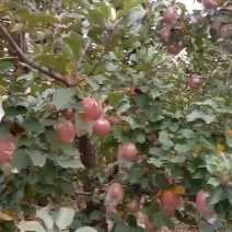 苹果