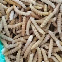 批发速冻豆虫豆丹下土豆虫今年新货质量保证