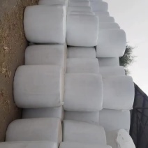 全珠玉米秸秆青储