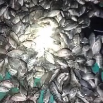 罗非鱼