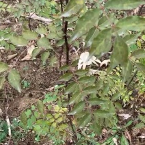 花椒苗2年苗大红袍花椒苗嫁接无刺花椒苗包邮