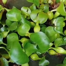 中华甲鱼苗冷水小苗10g——15——30——50——半斤