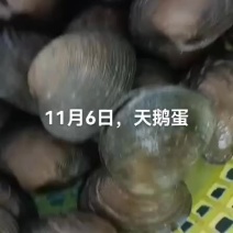 天鹅蛋