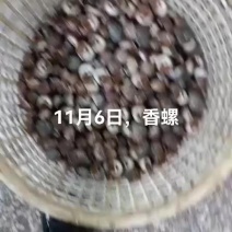 香螺