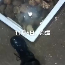 海螺