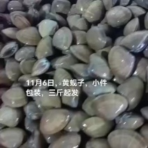 黄蚬子