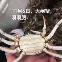 大闸蟹