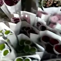 新鲜菊花大量供应