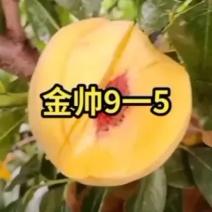 岀售各种优质桃树苗