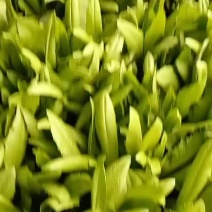 精品油麦菜大量上质量好价格便宜诚信商家全国发货一手货源