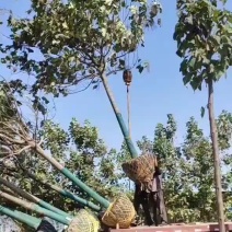 梓树