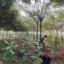 合欢