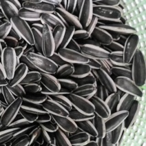 内蒙古南瓜子