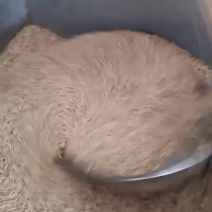 稻花香稻谷
