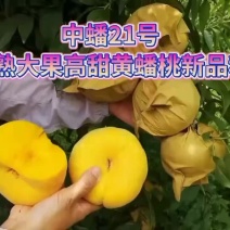 中蟠21