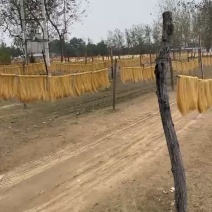 单县红薯粉条，牛肉汤久煮不烂，质量保证值得信赖