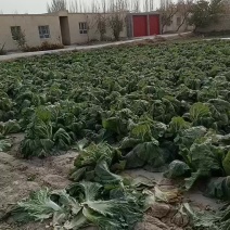 白菜