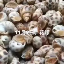 花螺