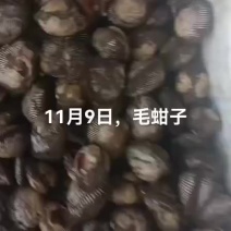 毛蚶子，赤贝