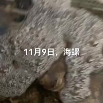 海螺