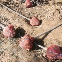 红叶李树，