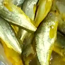 每天海里捕捞大黄花鱼