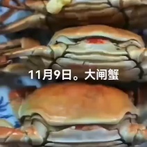 大闸蟹