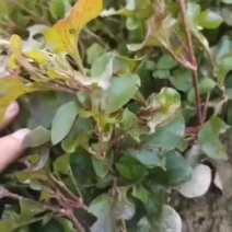 台湾红枸杞苗盆栽多颗可食用枸杞菜旱地西洋菜锦绣苋苗有机蔬