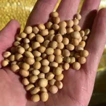 乌拉圭新豆美湾新豆毛粮净粮各种高蛋白黄豆等
