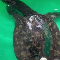 外塘冷水黑花黄花甲鱼花鳖精品挑选白底黑底