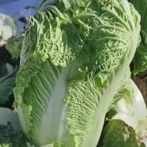 杠菜