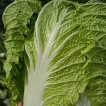 大白菜