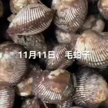 毛蚶子，赤贝
