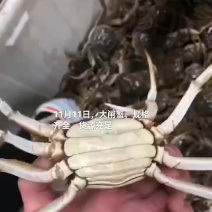 大闸蟹