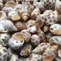 花螺