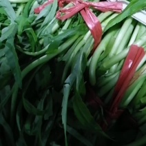 湖北白泥蒿大量上市！基地直销