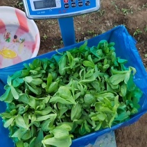 精品茼蒿产地直销