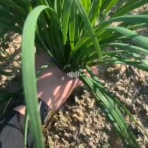山西韭菜