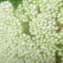 金乡县芹菜