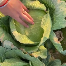 山东包包菜，加工厂，有需要赶紧联系，好货不等人，